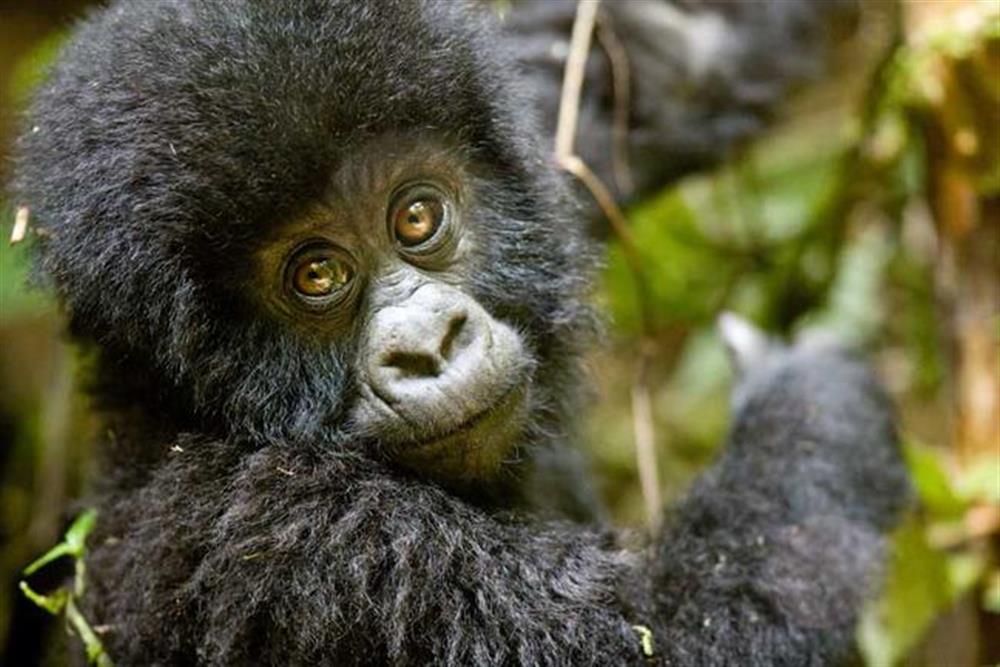 Sabyinyo Silverback Lodge